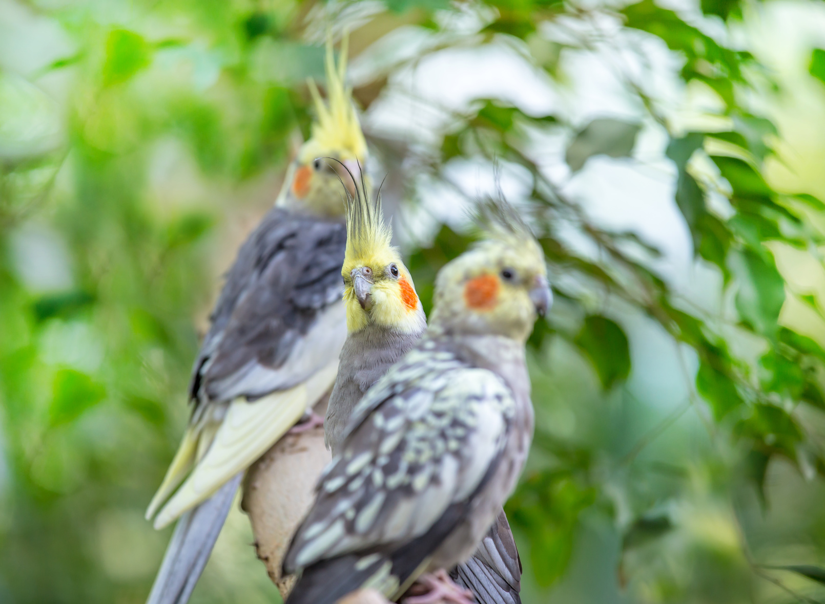 Pourquoi les oiseaux vivent-ils en couple ?