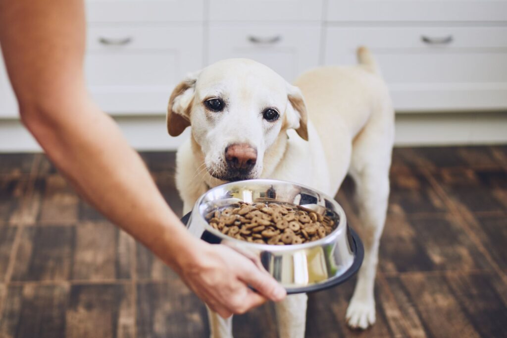 chien alimentation et diarrhée