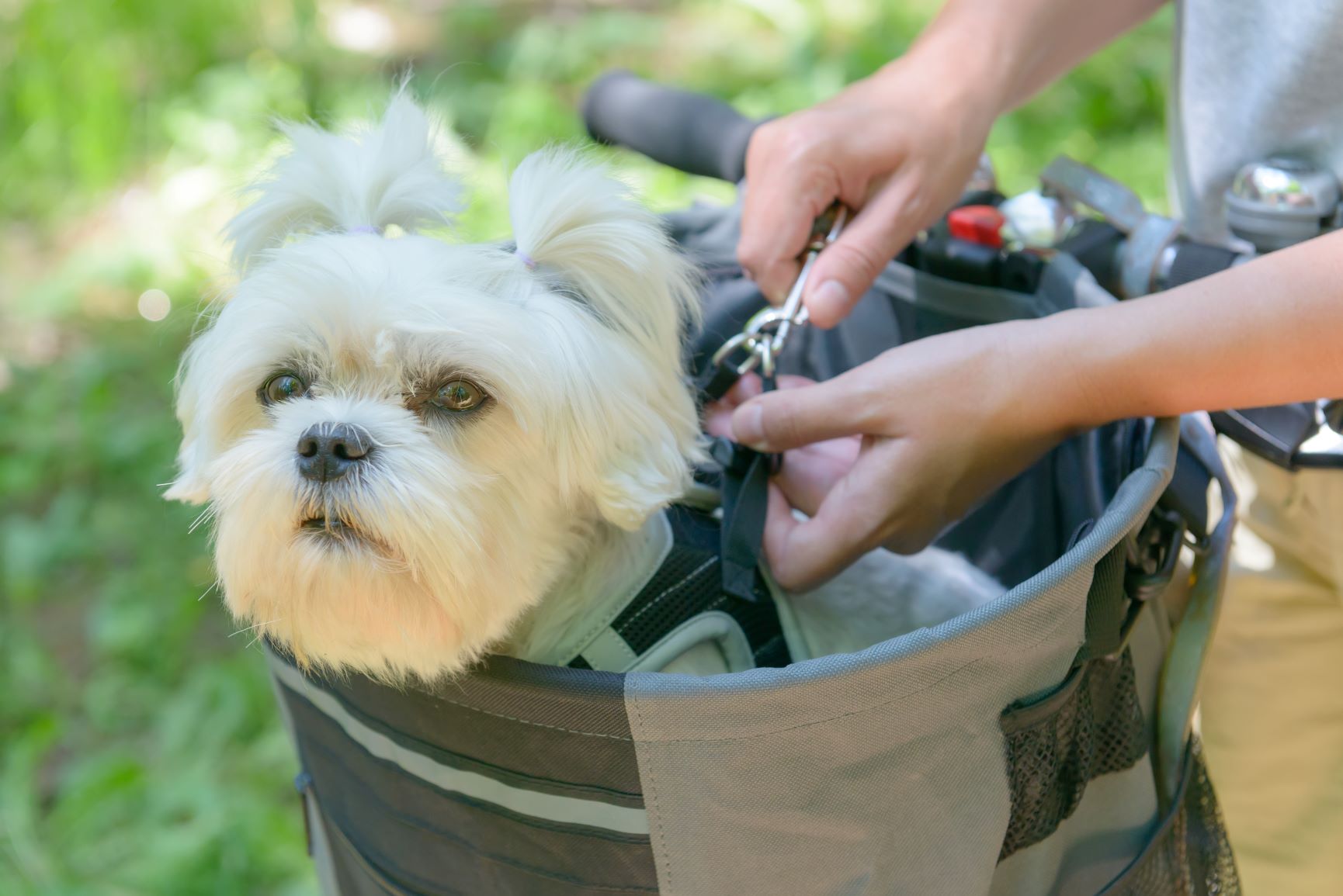 faire du vélo avec son chien grâce au panier à vélo