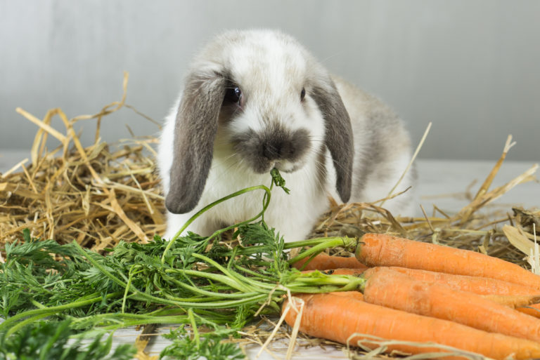 Des aliments riches et adaptés pour lapins et rongeurs