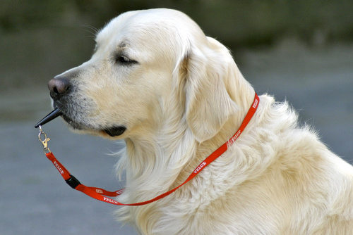 Vous allez accueillir un chien dans votre foyer ? Nous vous proposons 5  accessoires indispensables pour l'accueillir au mieux ! - La DH/Les Sports+