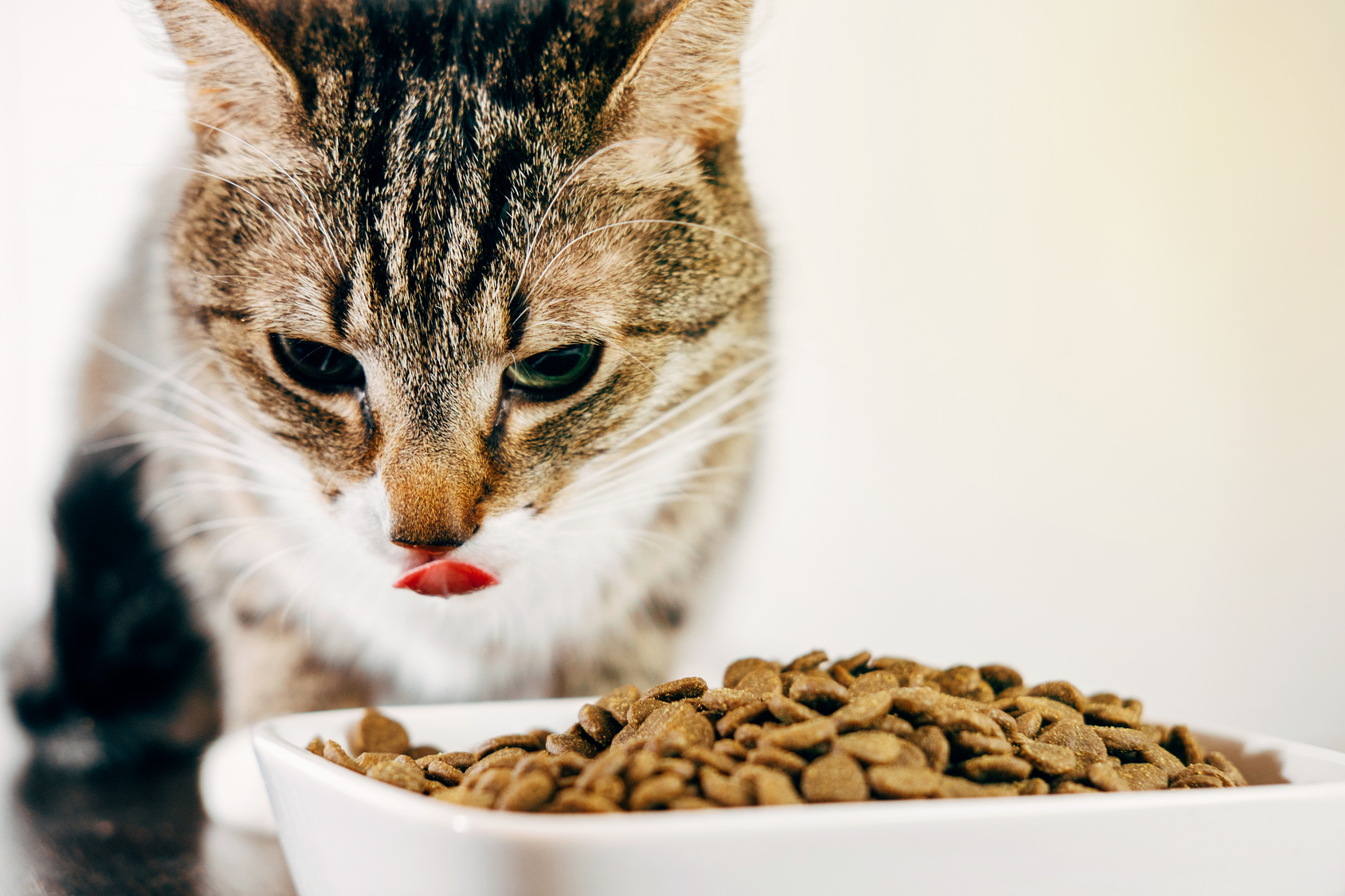 complément alimentaire pour chat