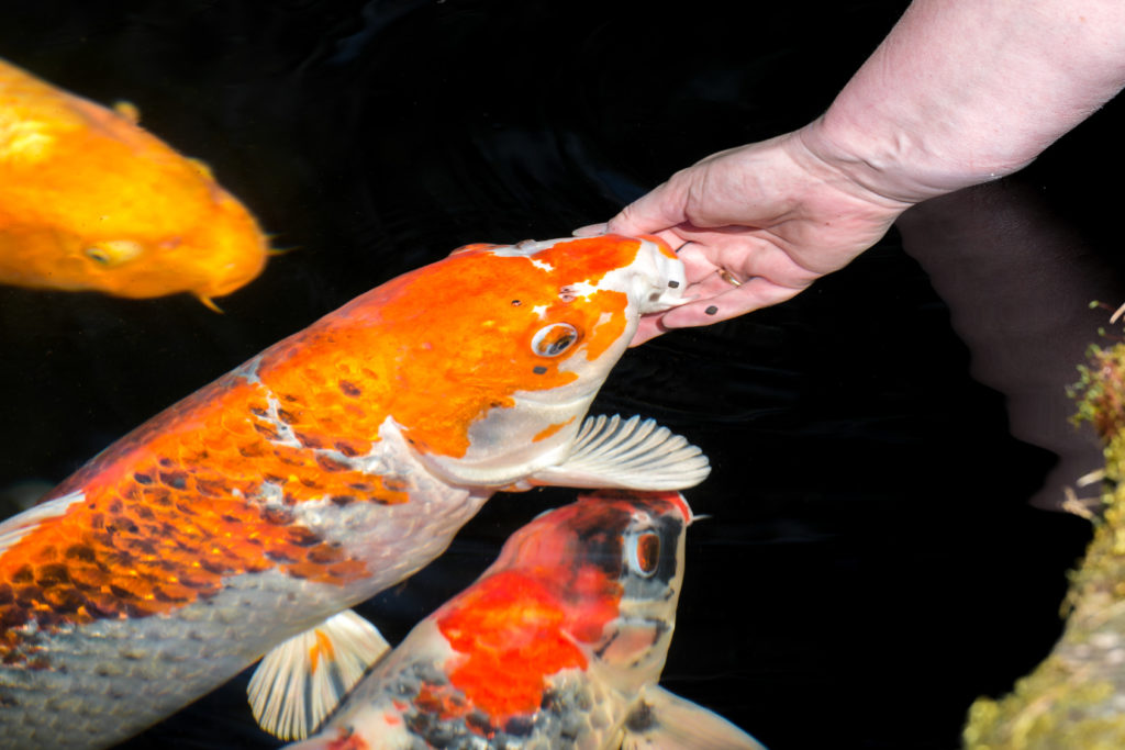 Bien nourrir ses poissons de bassin: conseils et astuces