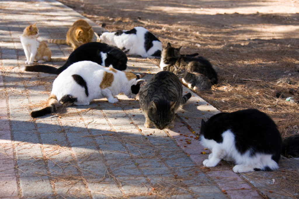 Castration Du Chat Ou Sterilisation Que Choisir Zooplus