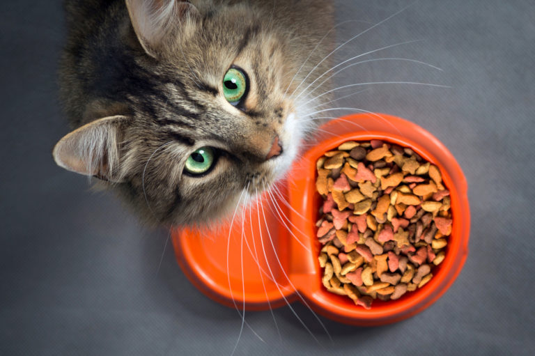 Les besoins en protéines dans l'alimentation du chat