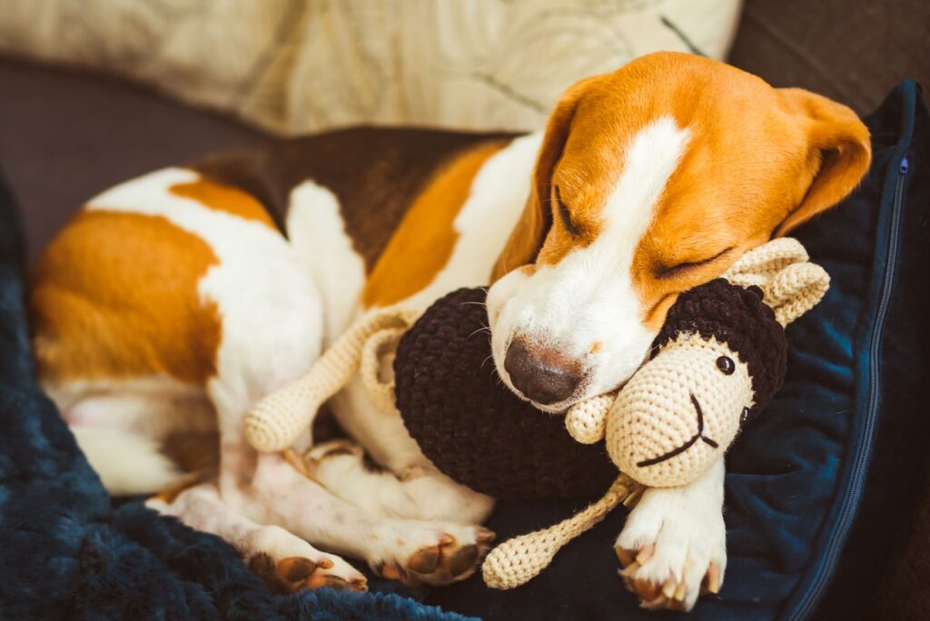 Les chiennes qui font une grossesse nerveuse peuvent prendre des objets comme chiots