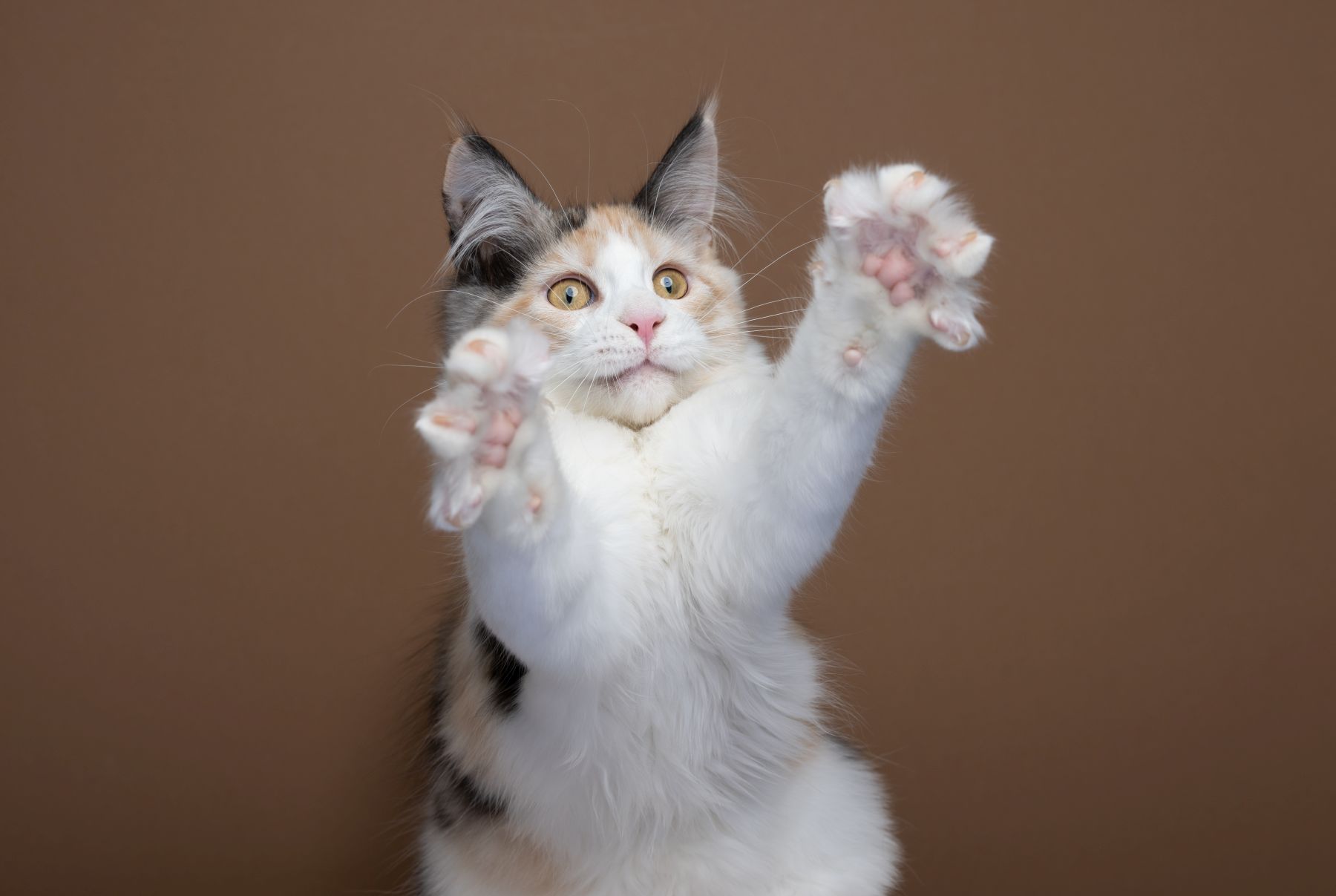 Un Maine Coon qui montre ses coussinets