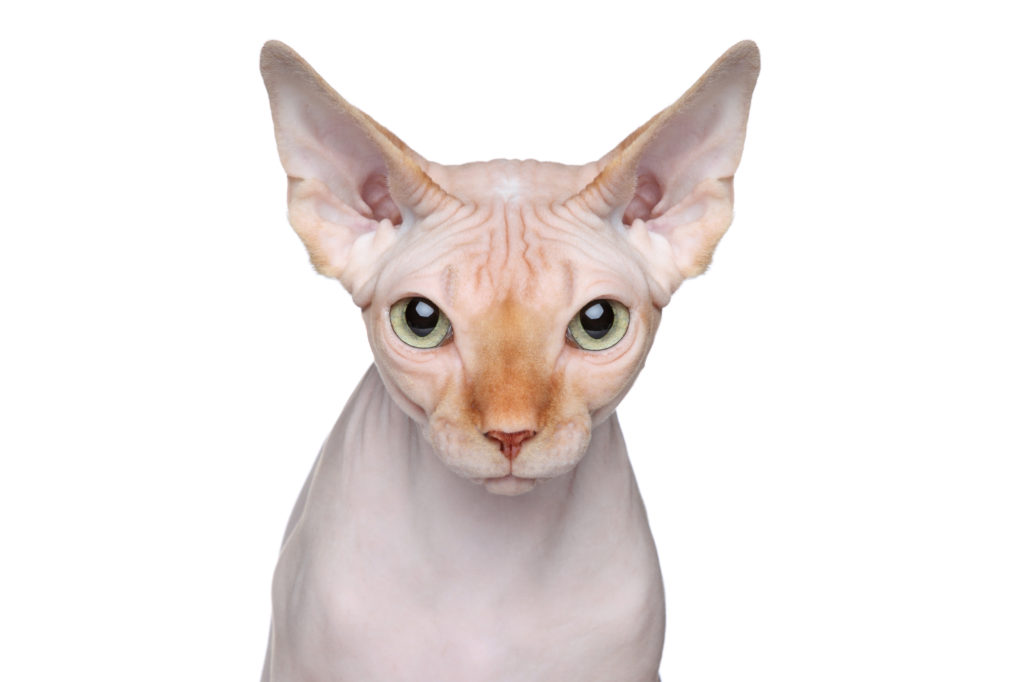 Sphynx Chat Caractere Sante Elevage Adoption Zooplus