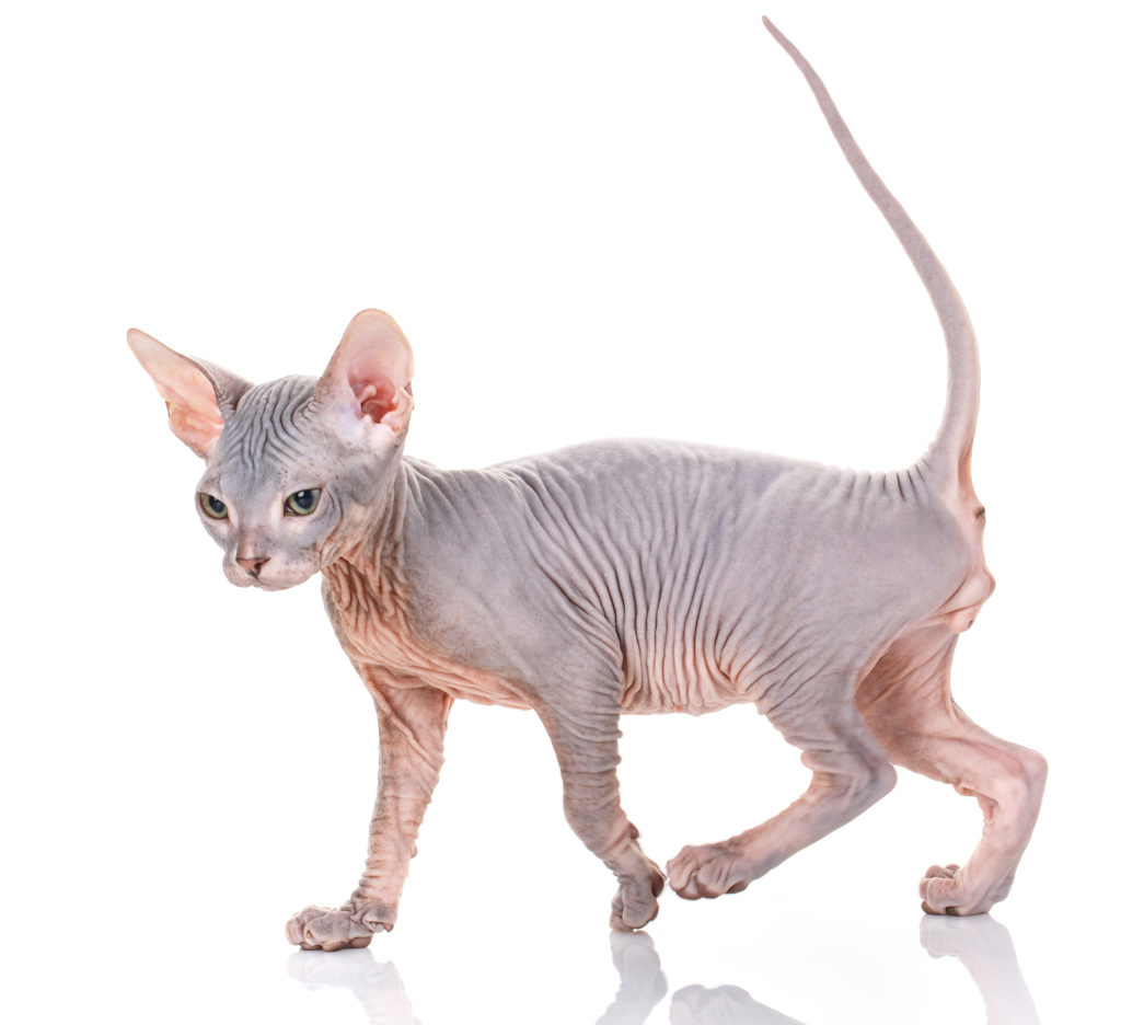 Sphynx Chat Caractere Sante Elevage Adoption Zooplus