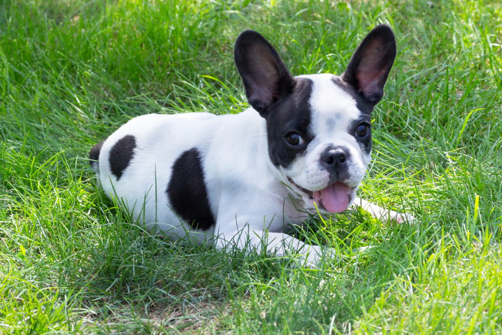 Bouledogue fran ais caract re ducation sant adoption zooplus