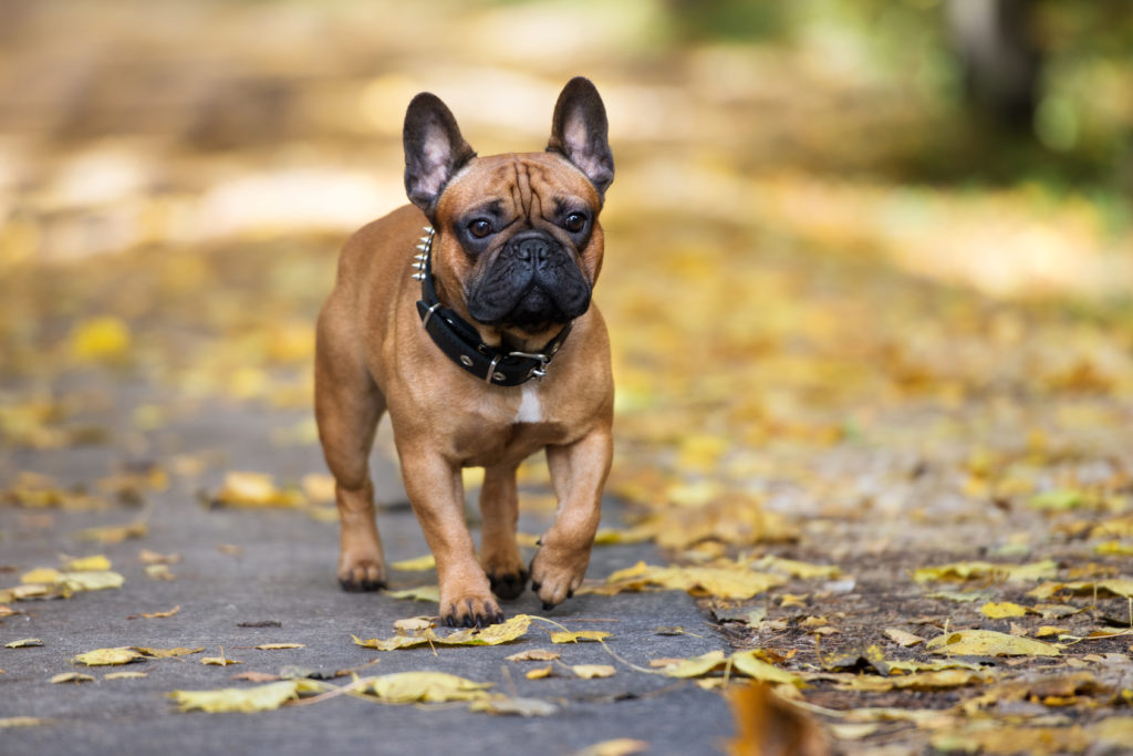 Bouledogue fran ais caract re ducation sant adoption zooplus