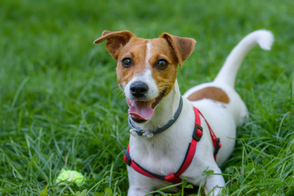 Jack Russell Terrier caract re sant ducation levage zooplus