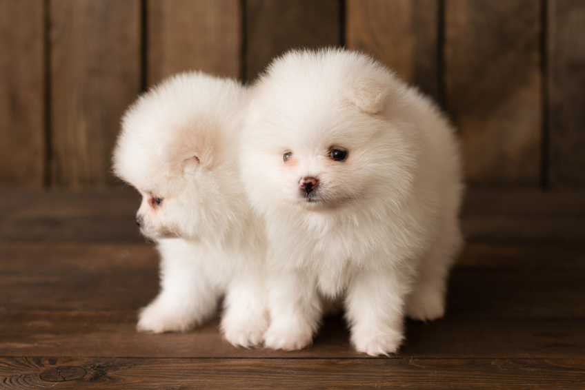 Deux chiots Spitz nain blanc