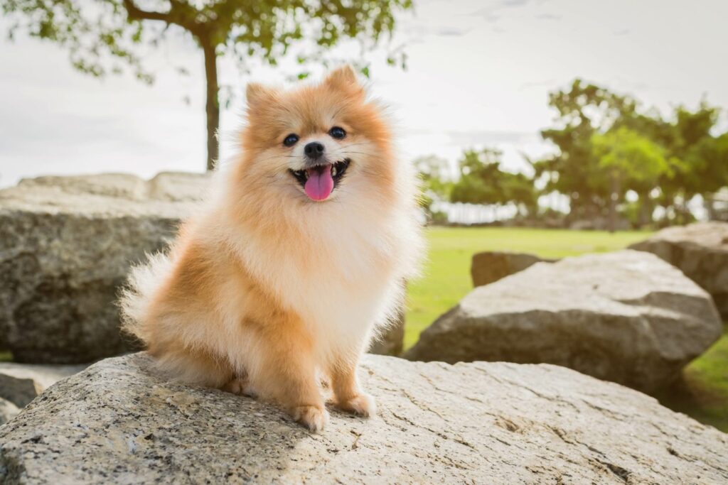 Spitz nain sur un rocher