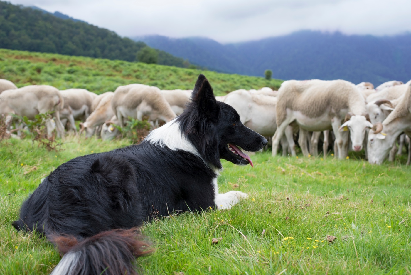 Un Border Collie garde des moutons