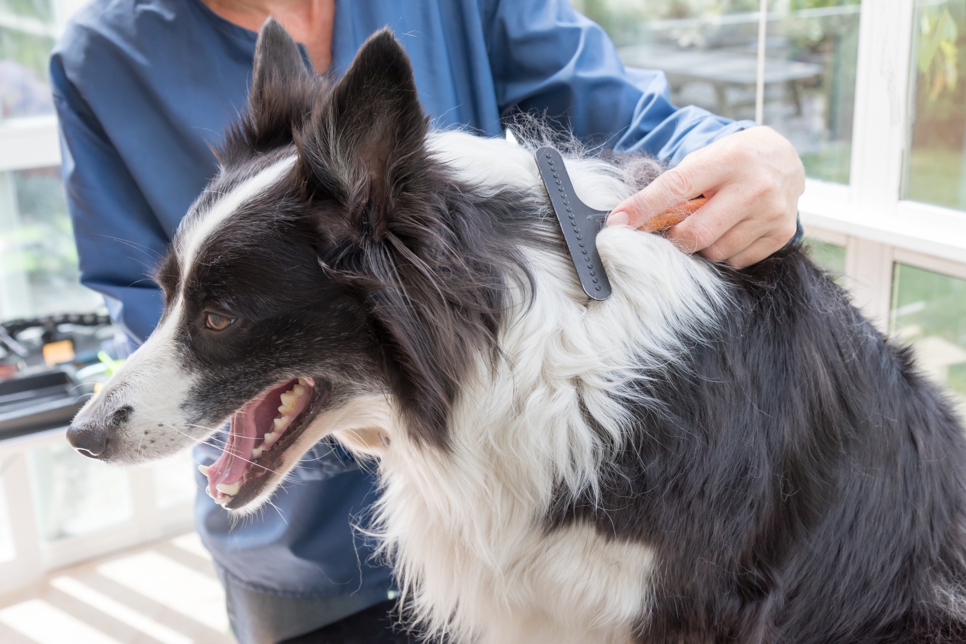 Brossage d'un Border Collie