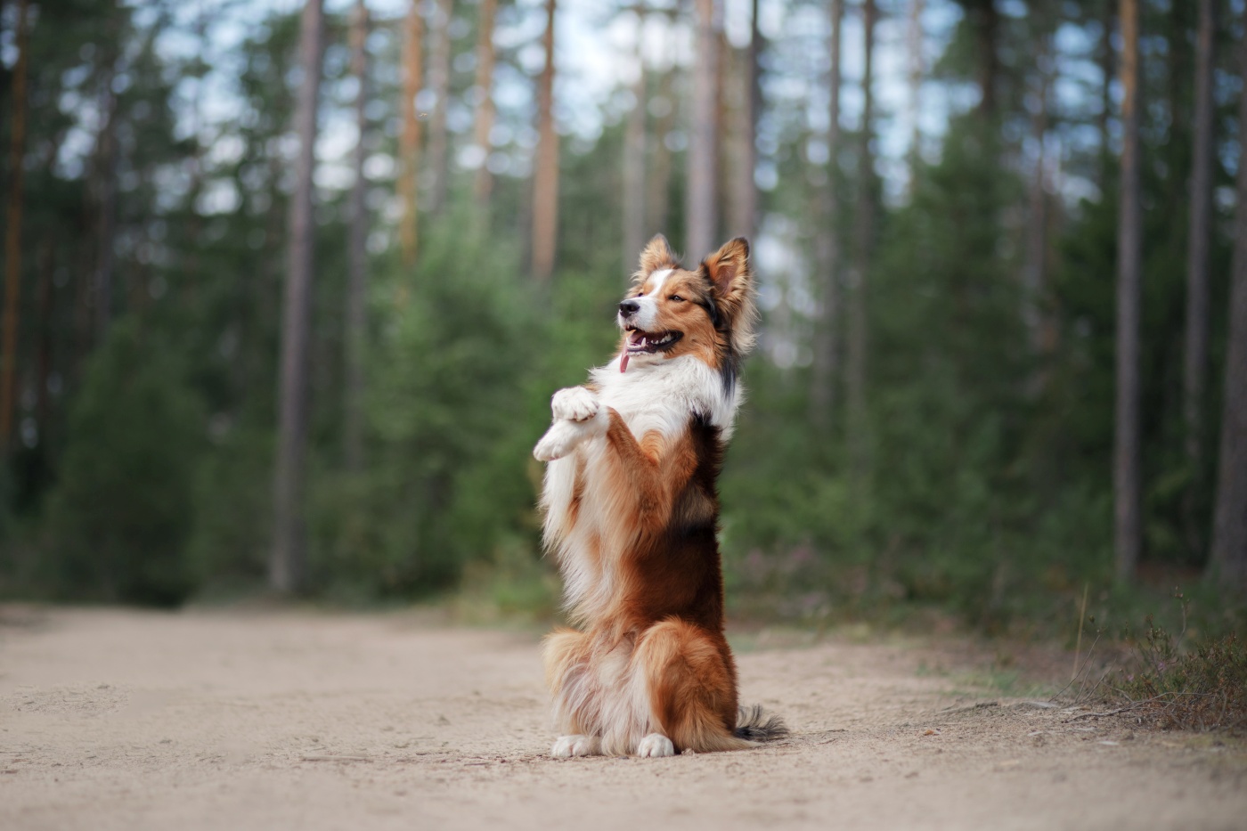 Un Border Collie qui fait le beau.