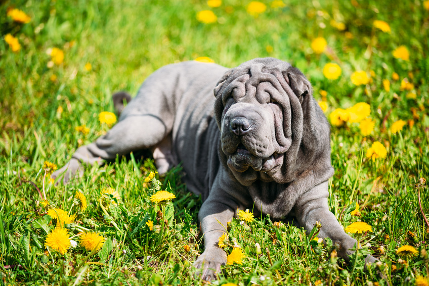 Shar pei caract re sant ducation levage zooplus