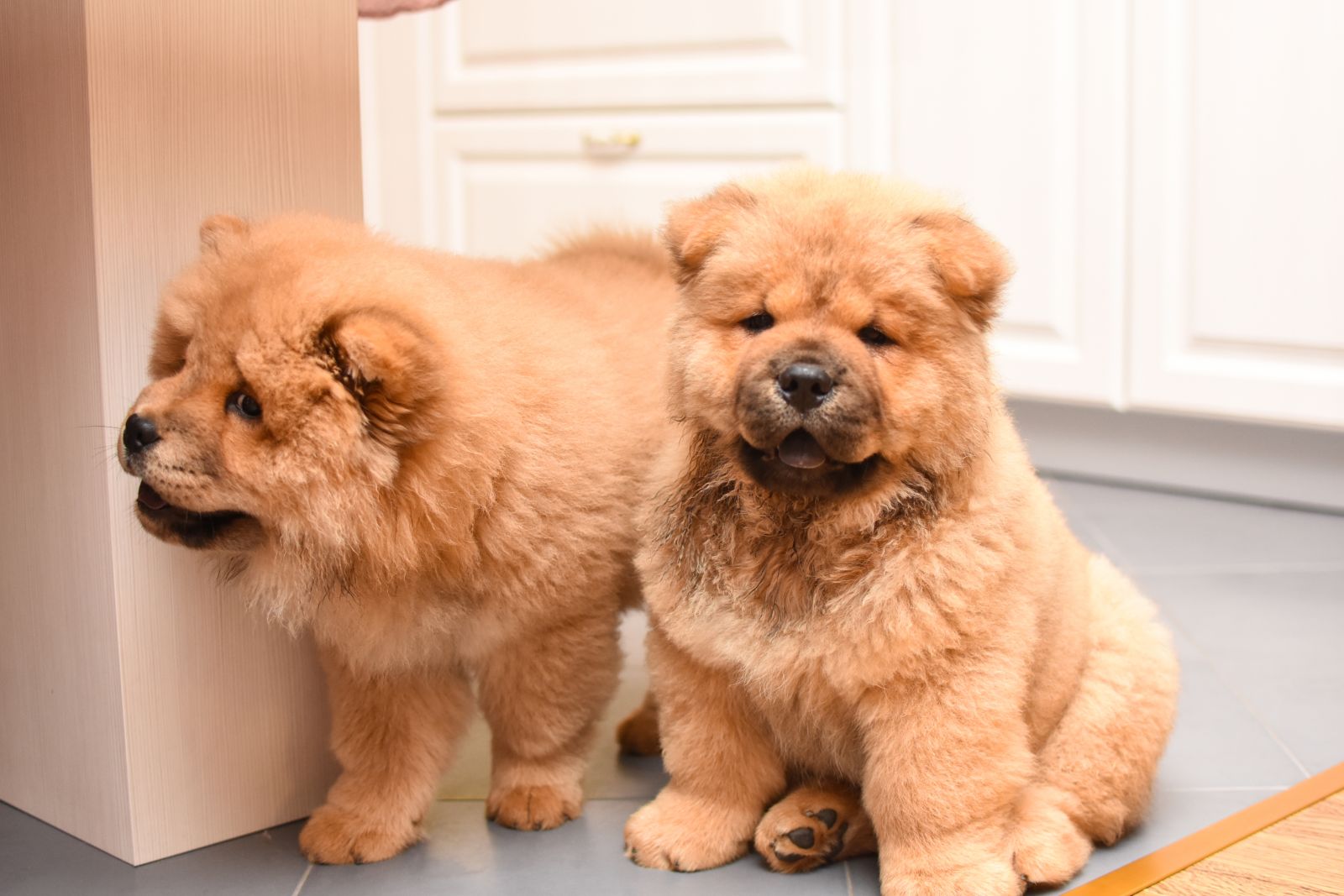 deux chiots Chow-Chow