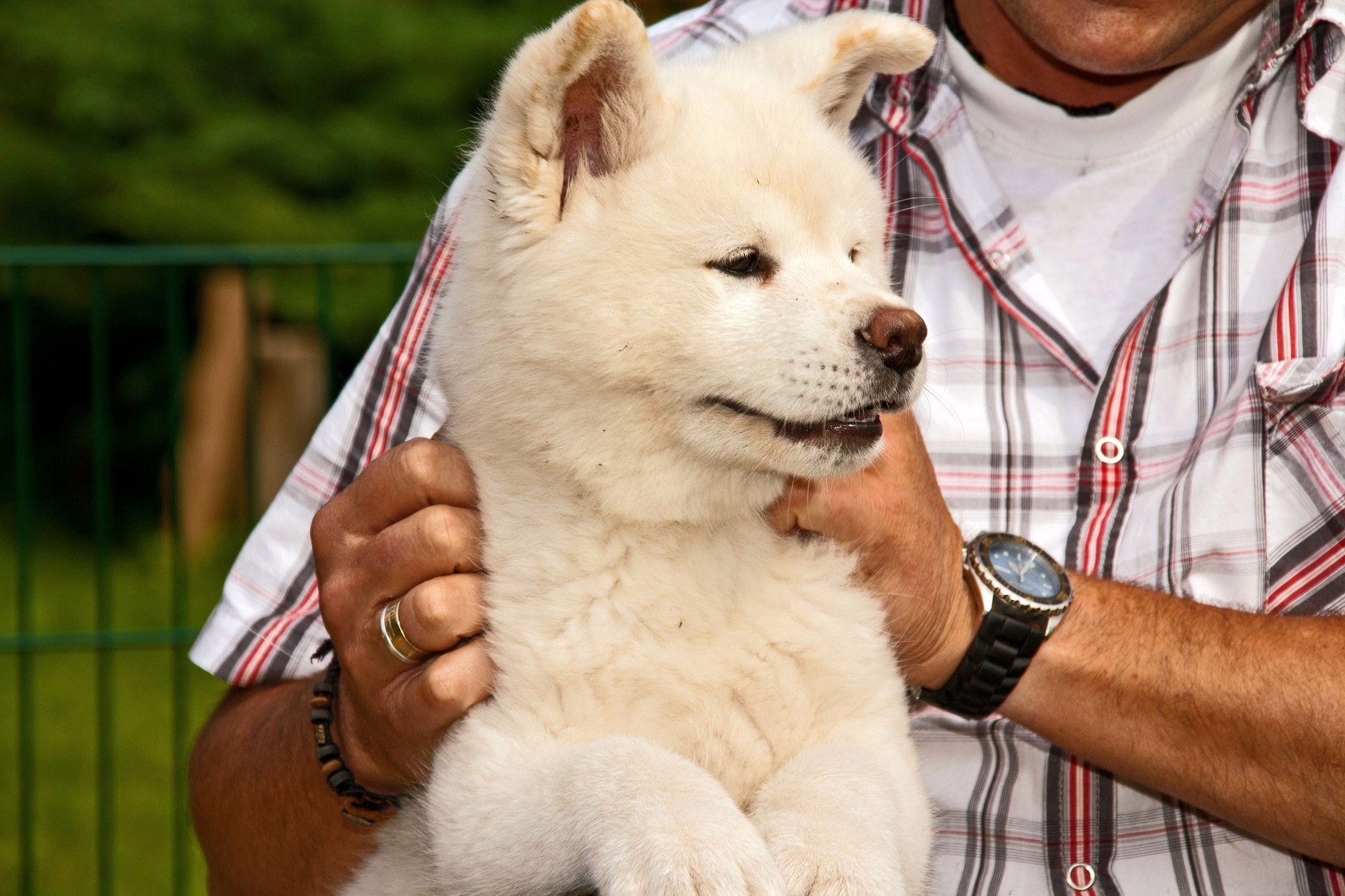 chiot avec dresseur