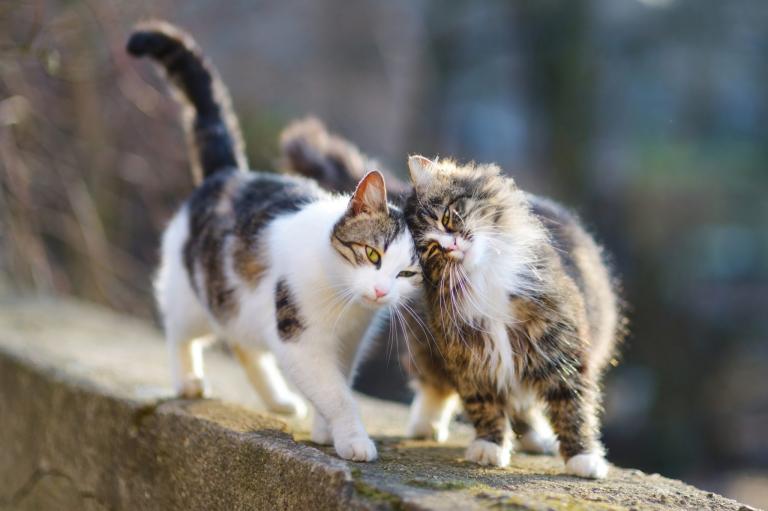 Castration Du Chat Ou Sterilisation Que Choisir Zooplus