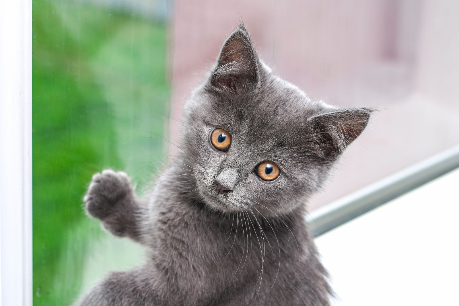 chaton chartreux à la fenêtre