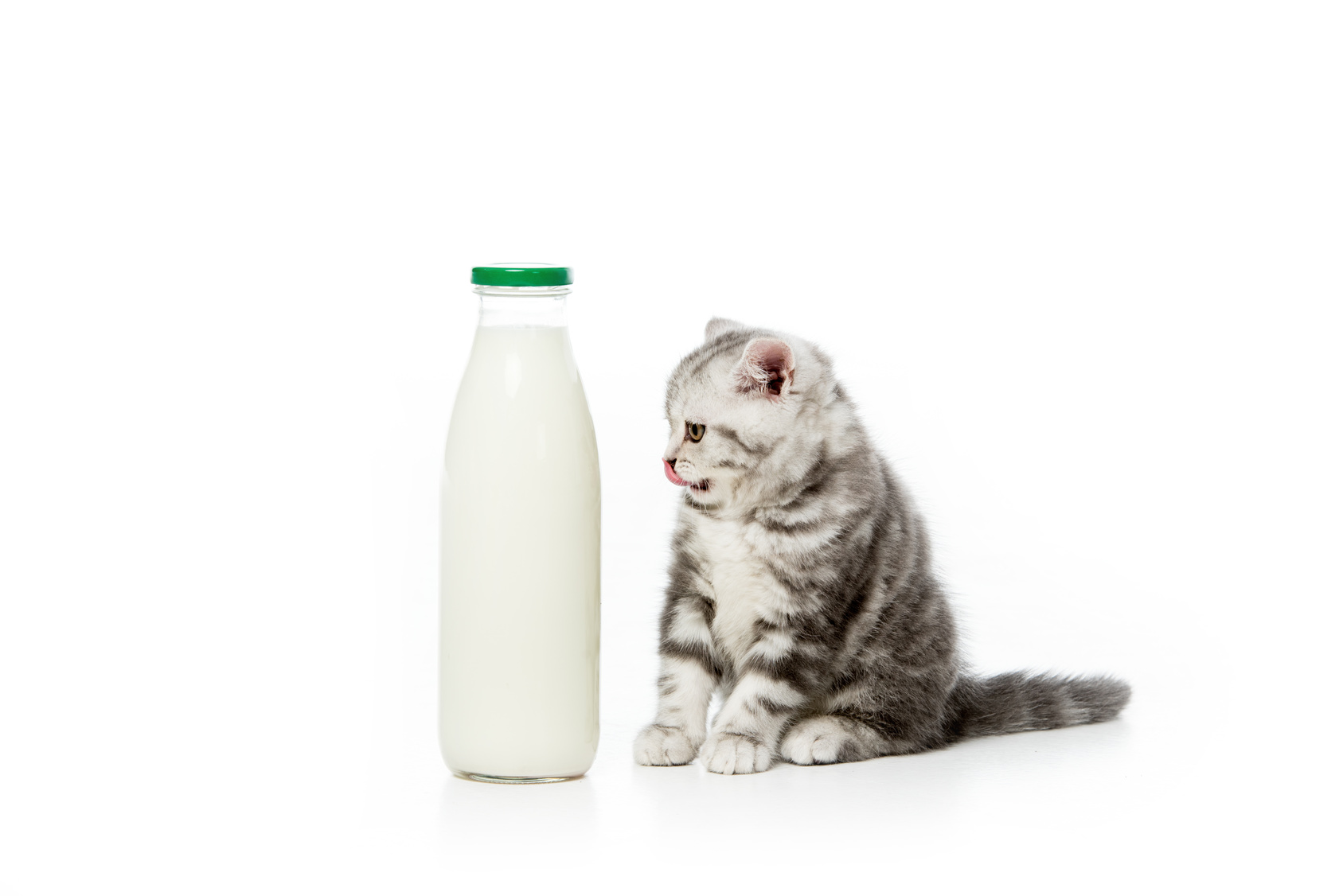 Chaton assis à côté d'une bouteille de lait aussi grande que lui