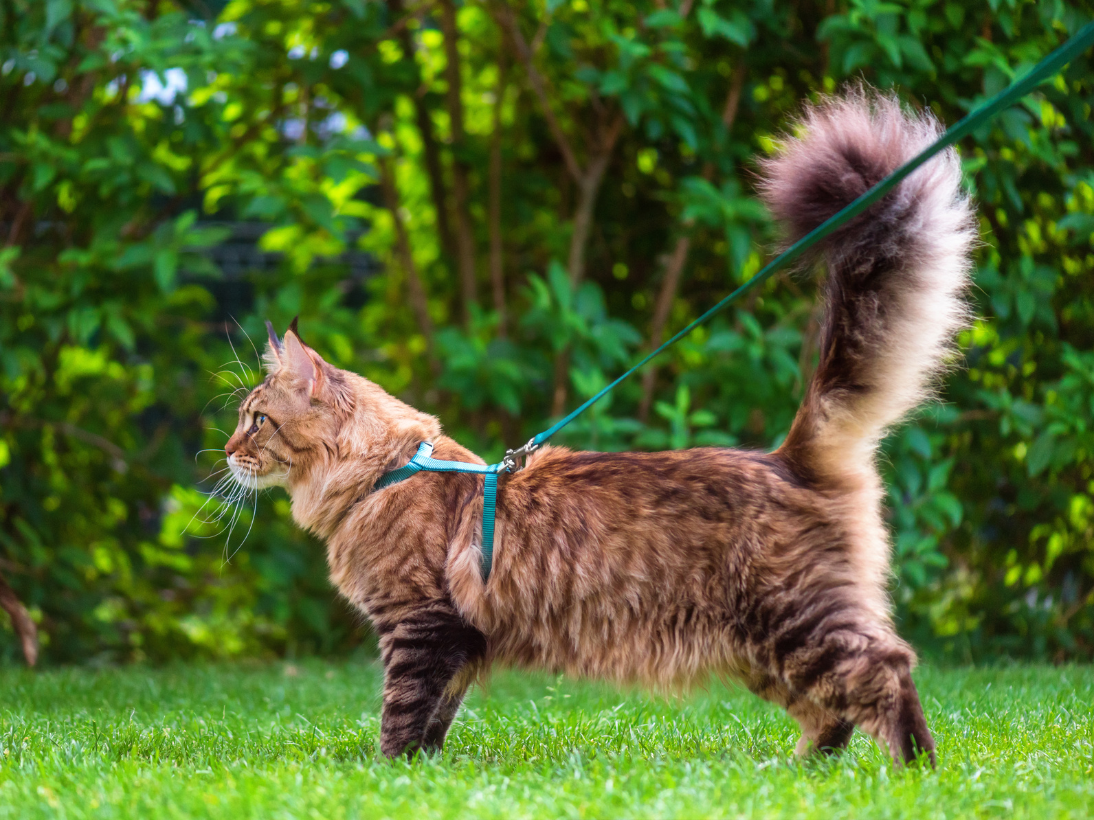 Main Coon tabby tenu en laisse, la queue levée et recourbée au bout