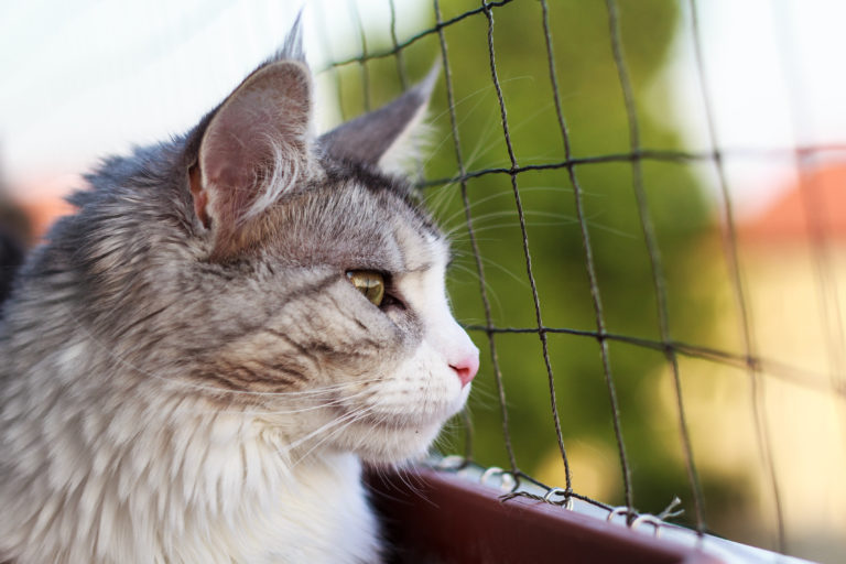 Comment sécuriser un balcon lorsqu'on a un chat ?