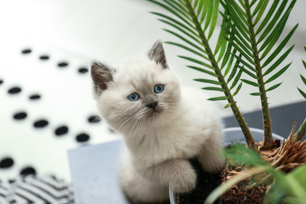 Le chat urine dans les plantes : pourquoi et que faire
