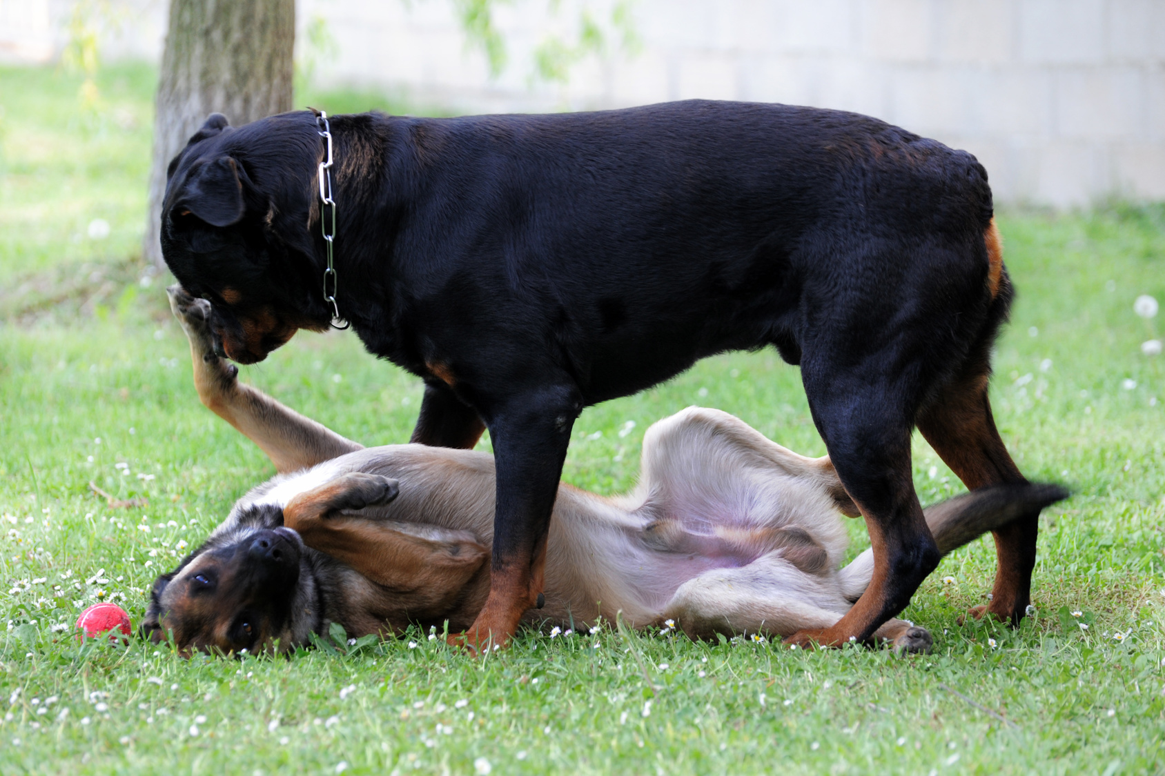 rottweiler et berger belge malinois qui se battent