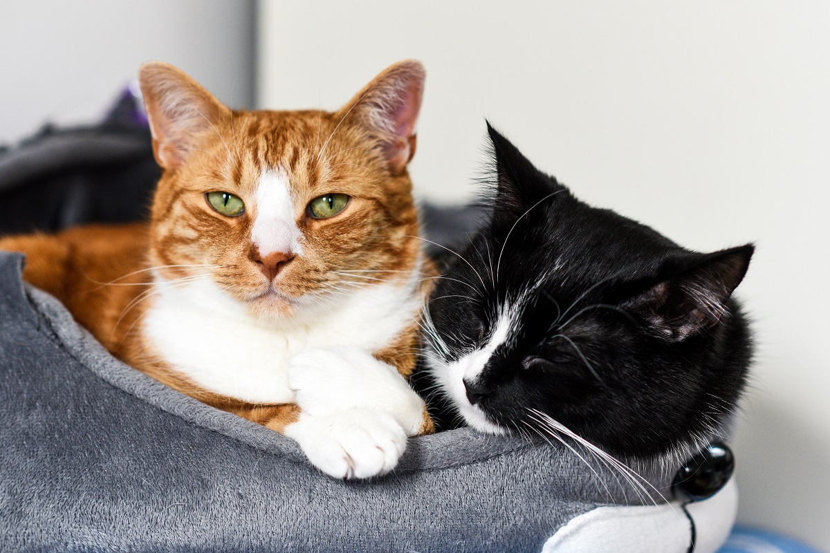 deux chats qui s'entendent bien