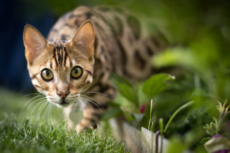 chat bengal dans l'herbe