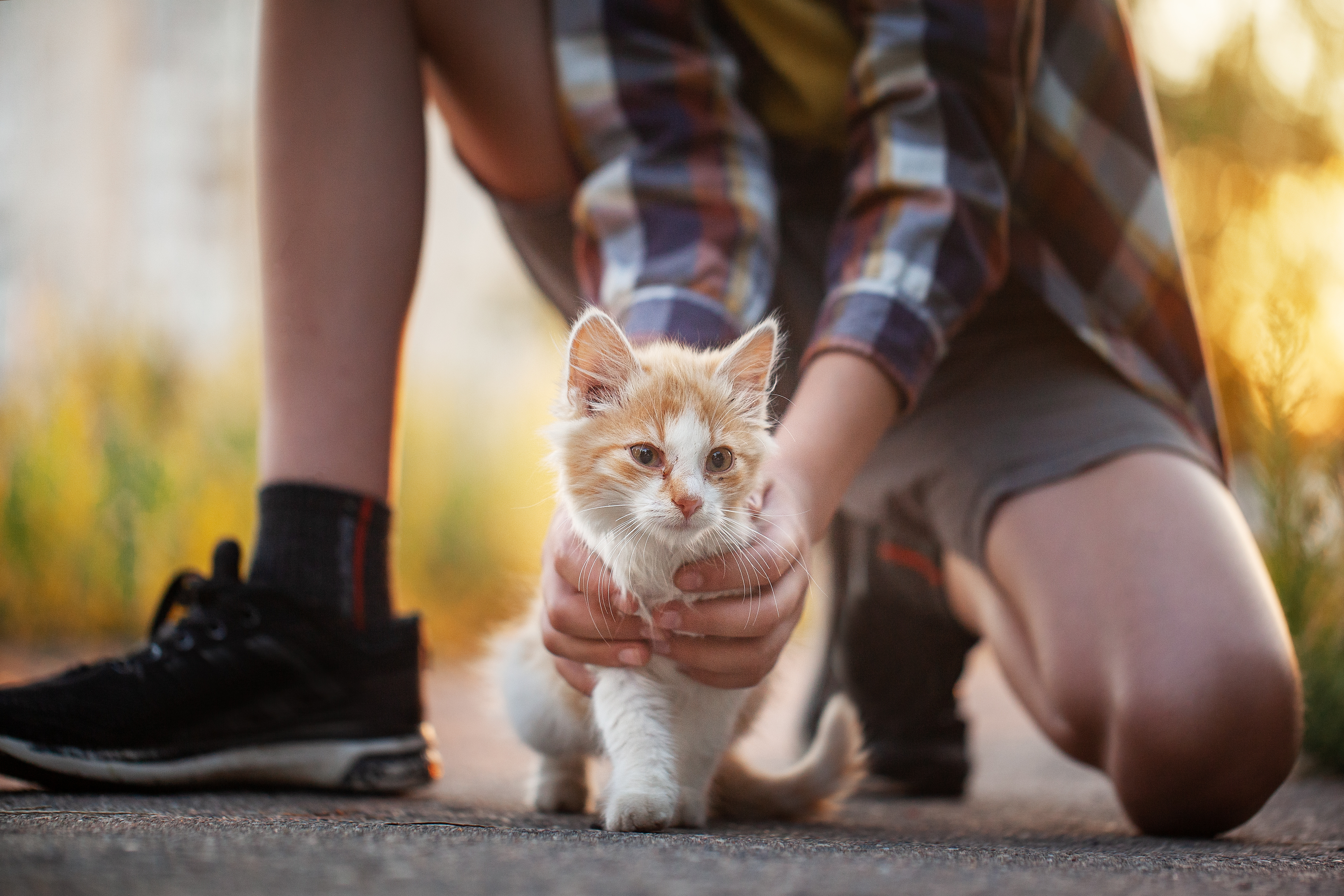 Un chaton et un enfant