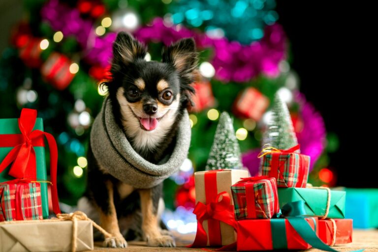 DIY Cadeau de Noël pour chien : 11 idées de génie pour lui ! - Blog