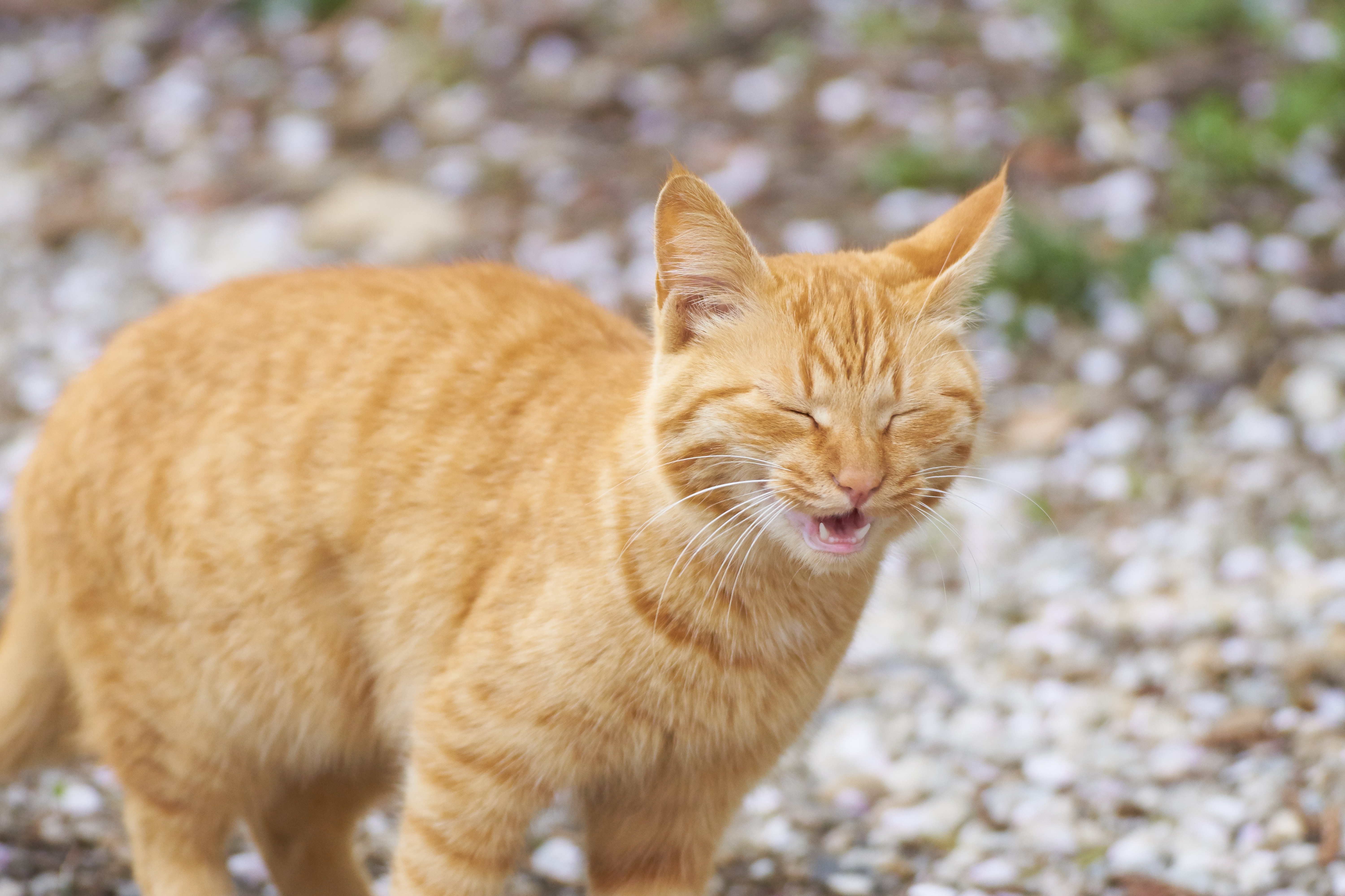 un chat roux éternue