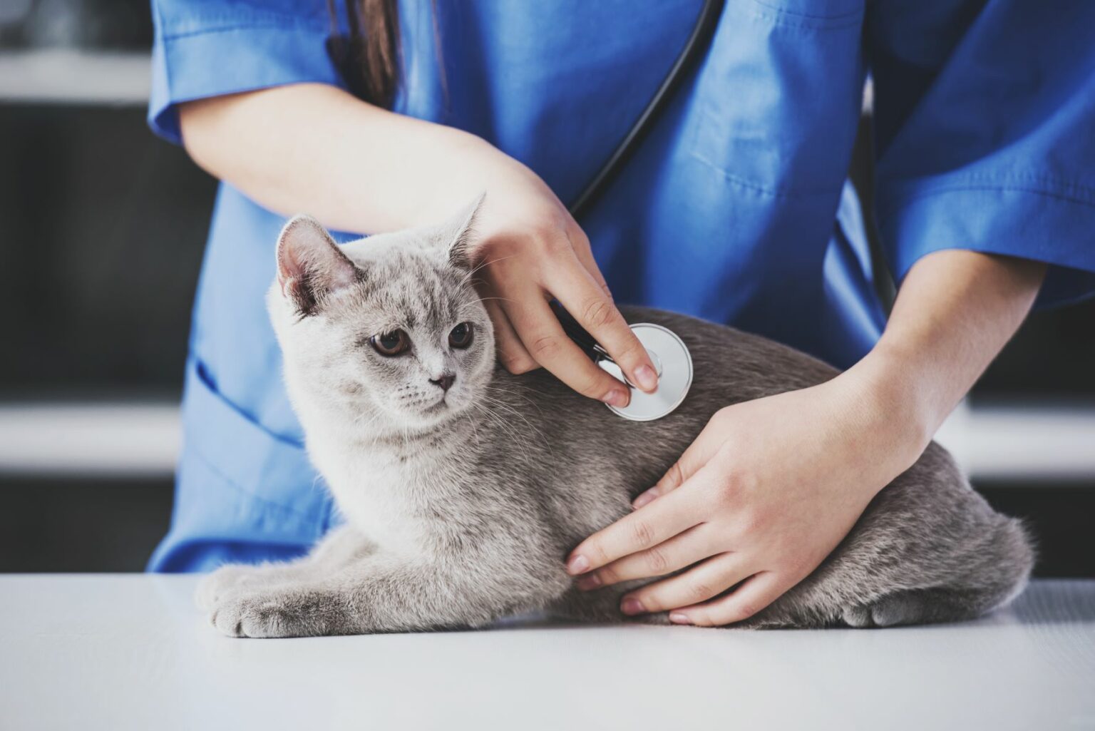 vétérinaire qui ausculte un chat