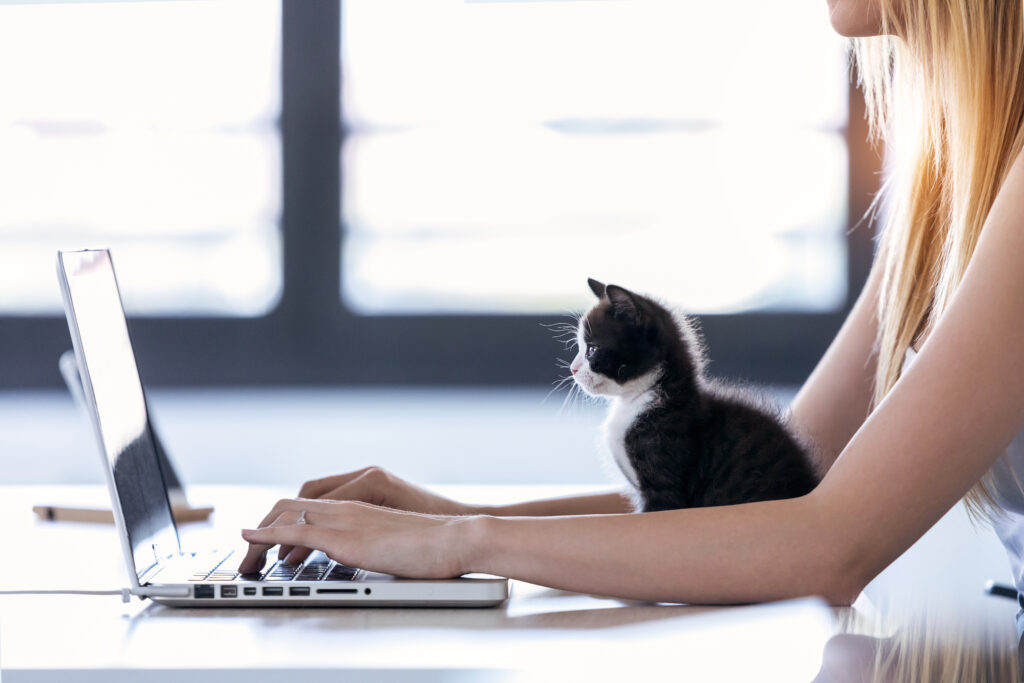 Le Teletravail Avec Un Chat A La Maison Zooplus