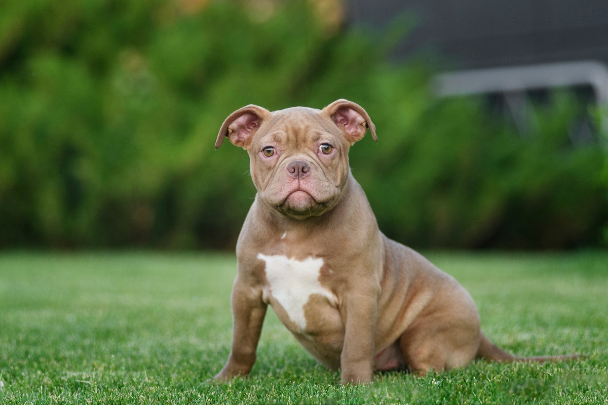 American Bully beige sur l'herbe