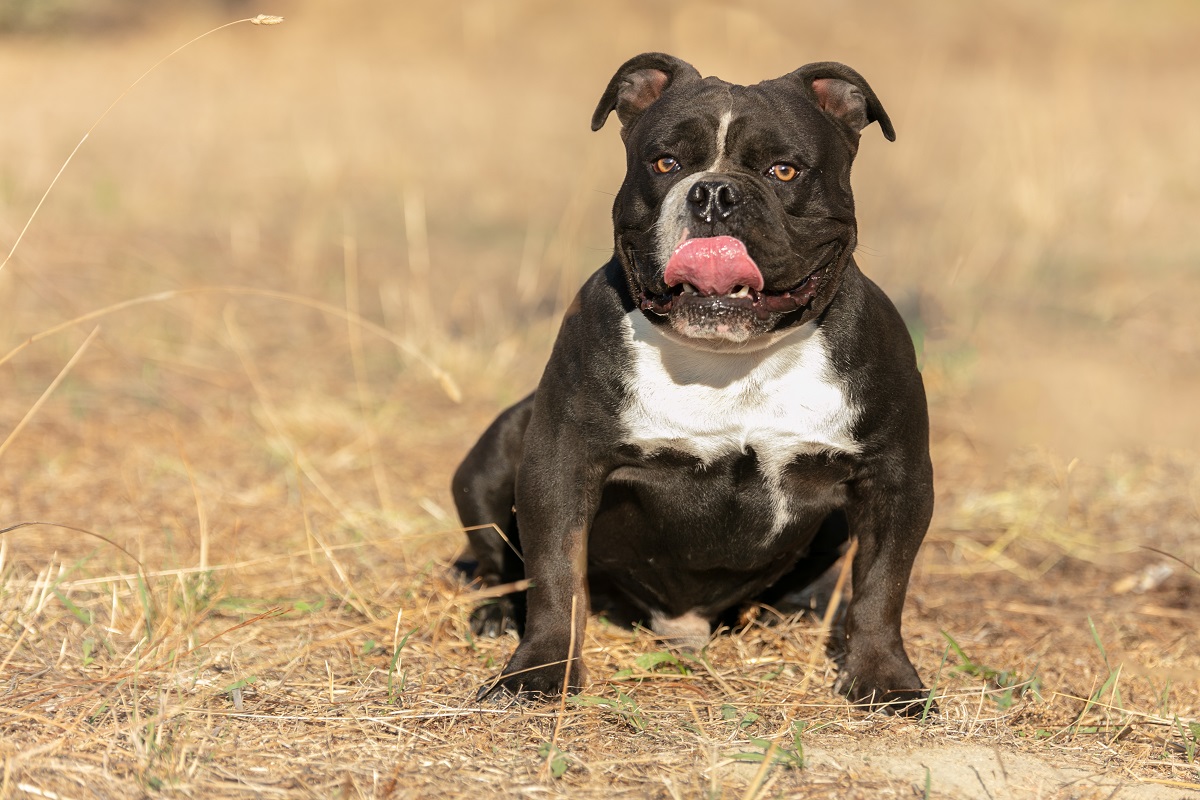 American Bully noir et blanc à l'extérieur