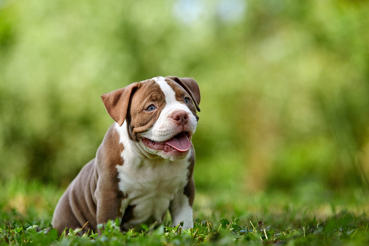 American Bully brun sur l'herbe verte