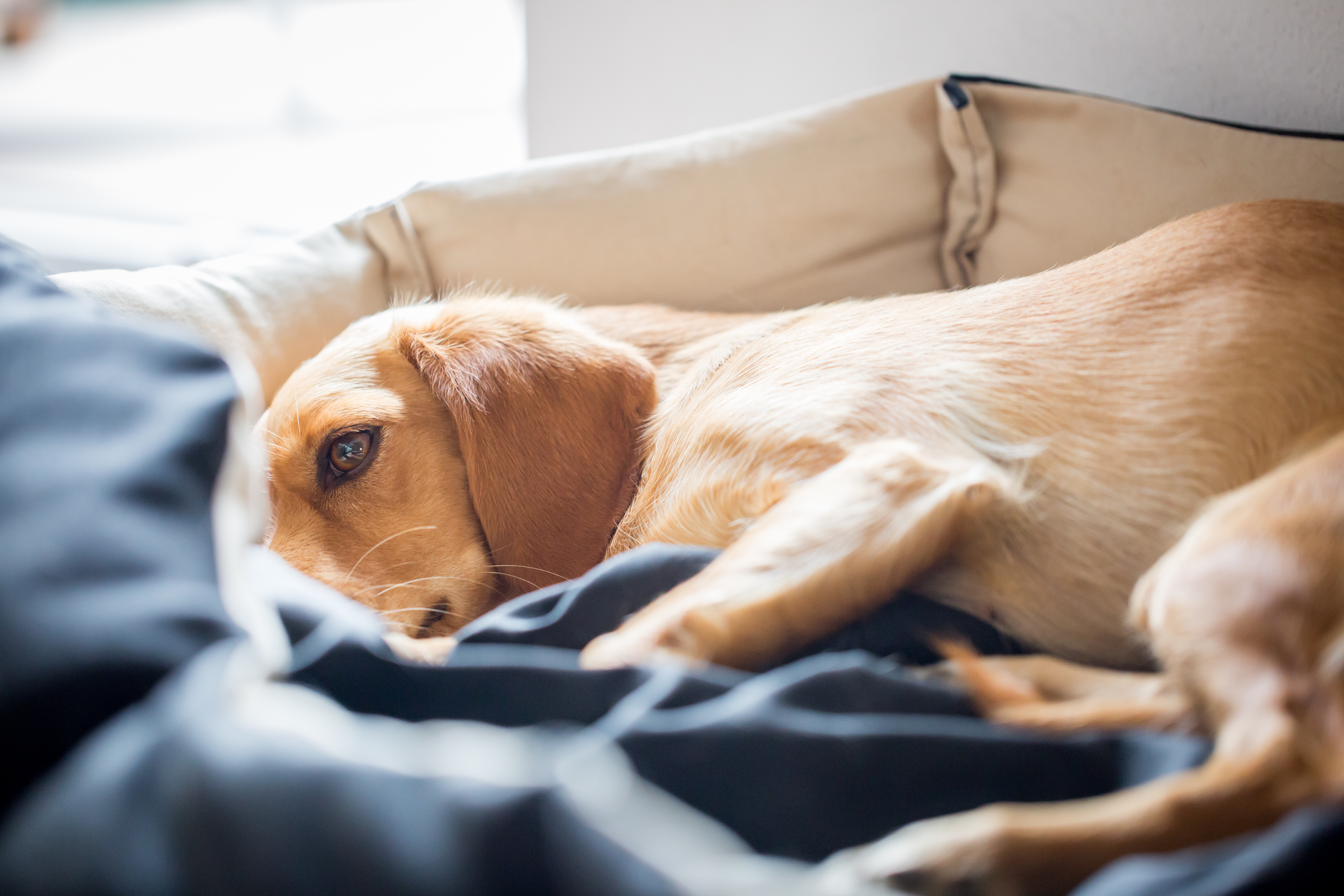 l'épilepsie chez le chien