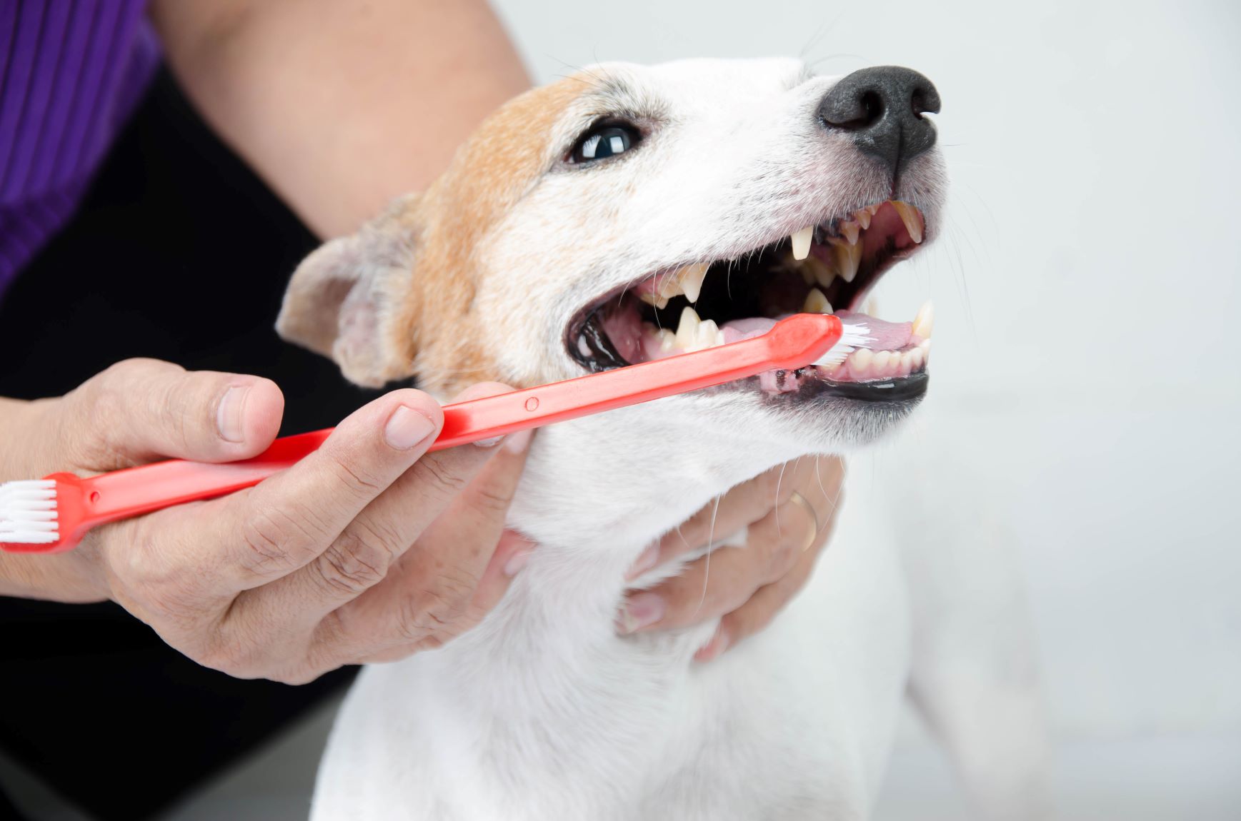 la mauvaise haleine chez le chien