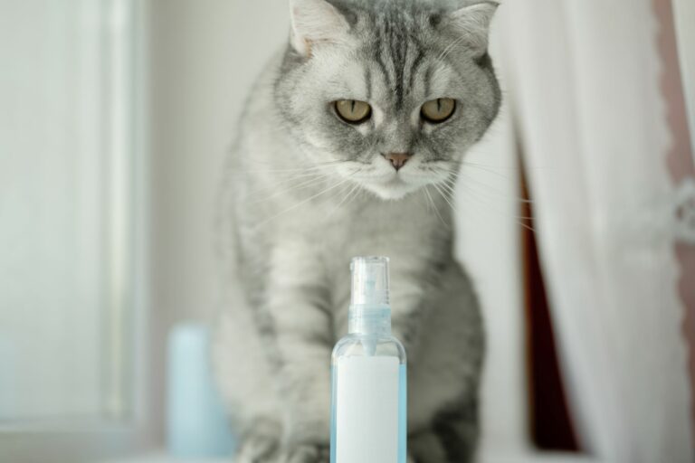 Les phéromones pour chats : un bon remède pour les chats stressés ?