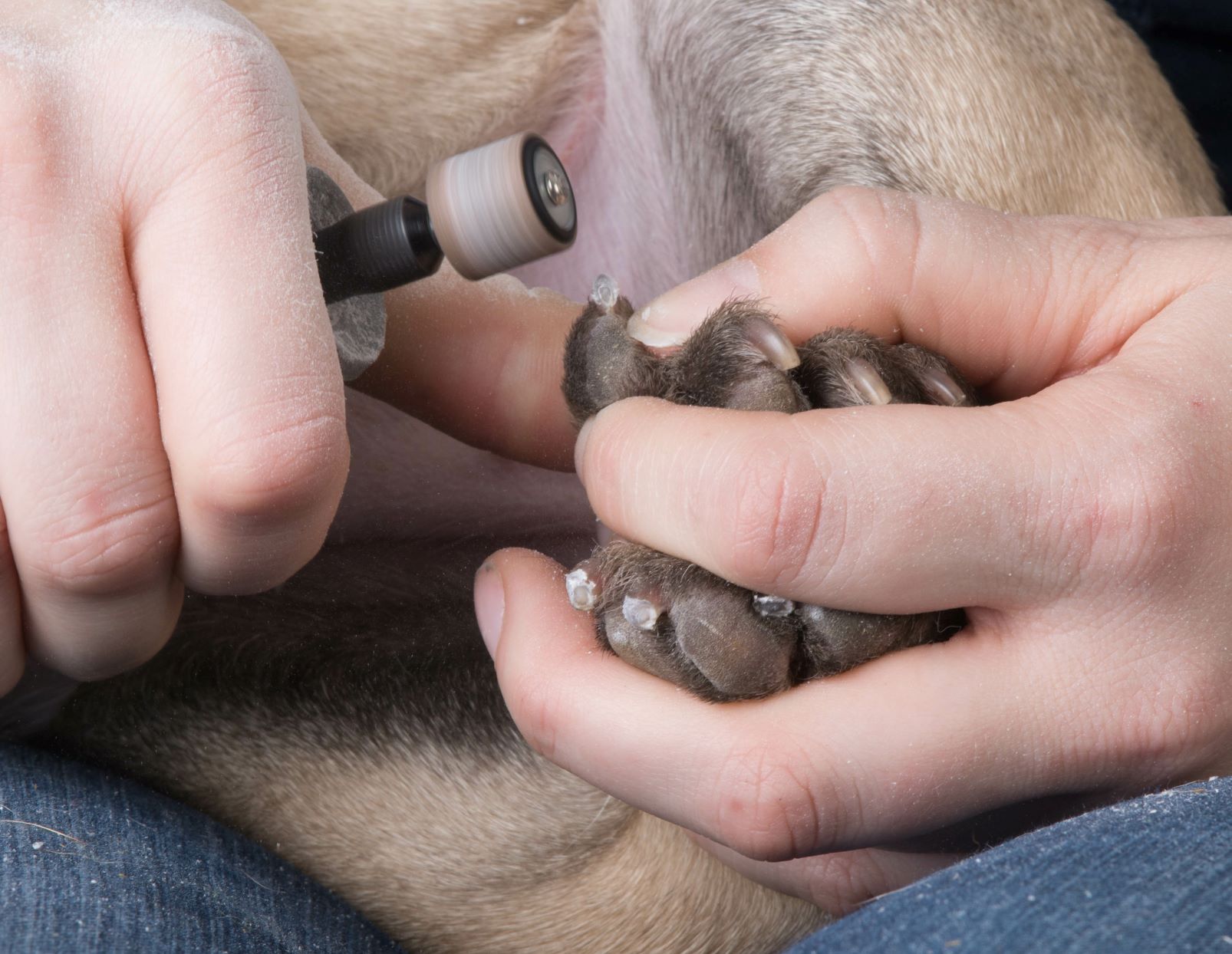 homme coupe les griffes d'un chien