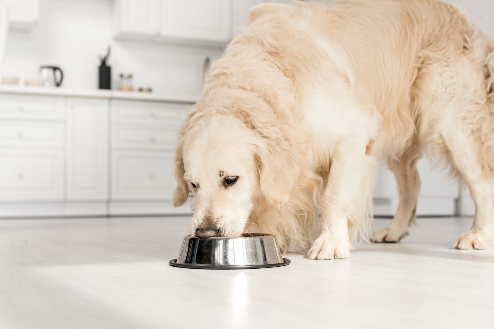 chien en surpoids qui mange des croquettes