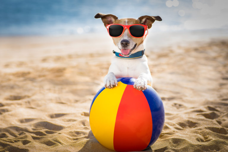 Top 10 des accessoires pour chien en été
