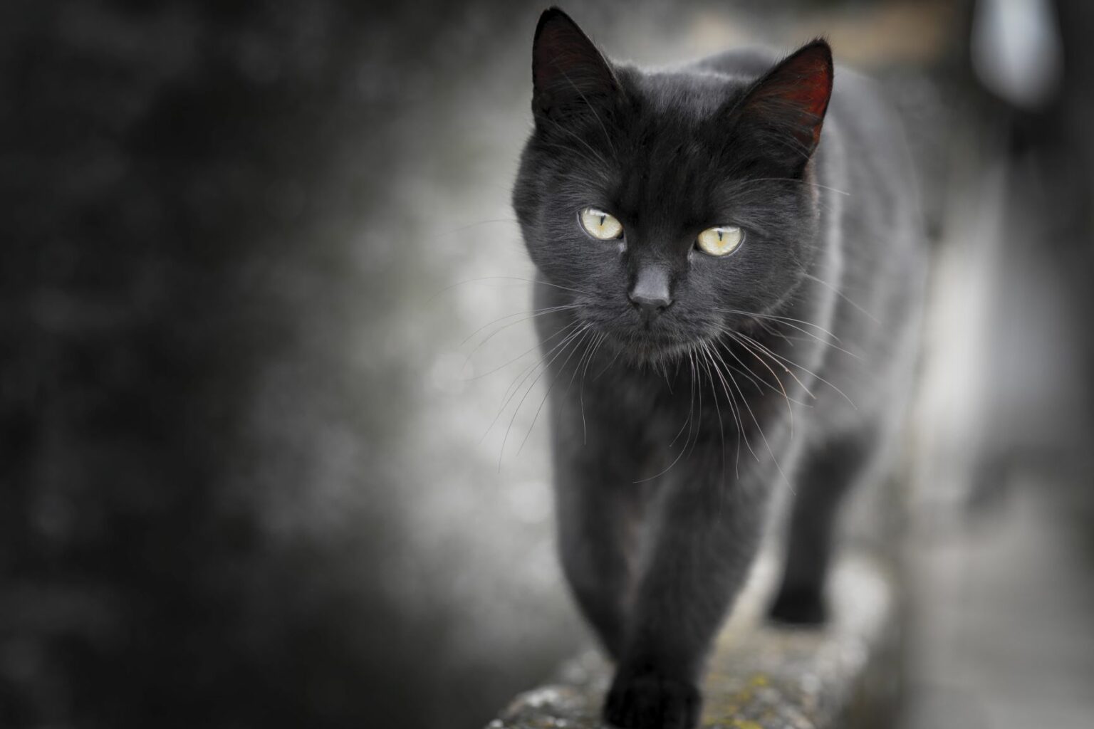 Chat noir sur un mur