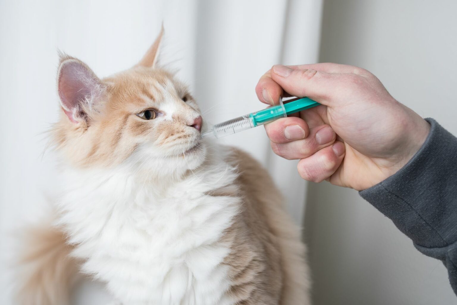 On donne un médicament à un chat