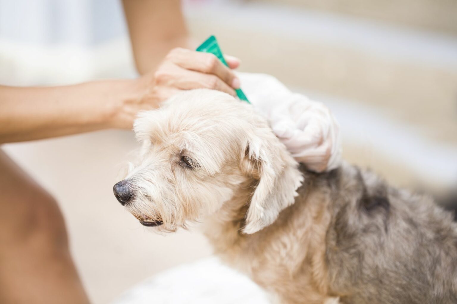 chien et traitement contre les tiques